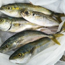 小雨のち豆アジのちツバス