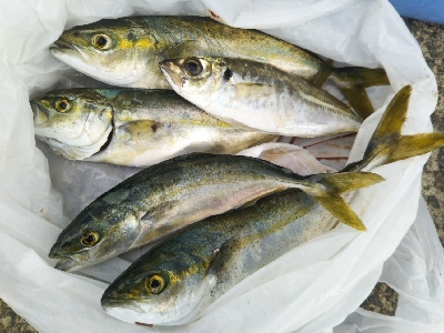 小雨のち豆アジのちツバス