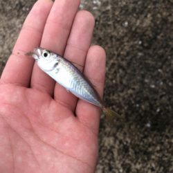 まだまだ釣れ続ける！！