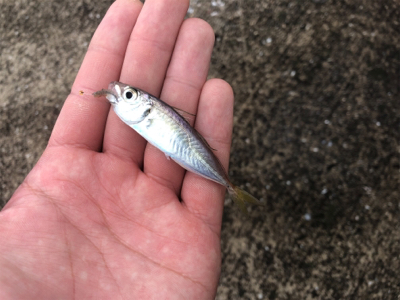 まだまだ釣れ続ける！！