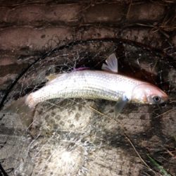 ナイトシーバスのつもりが