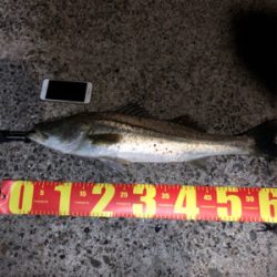 たくさん釣れました