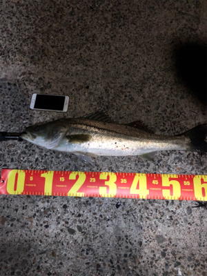 たくさん釣れました