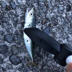 五目釣り成らずーー