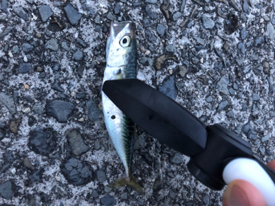 五目釣り成らずーー