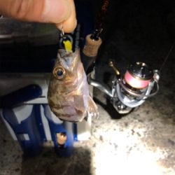 小メバルとガシラ