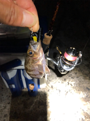 小メバルとガシラ