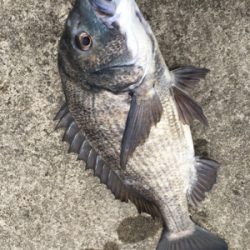 エビ撒き 活性が高い