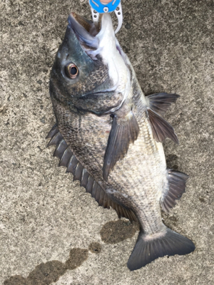 エビ撒き 活性が高い