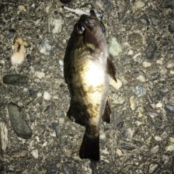 梅雨メバリング