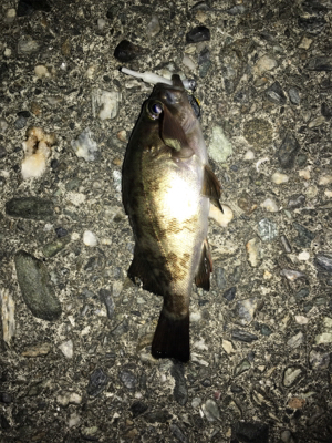 梅雨メバリング