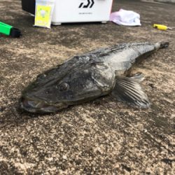 投げ釣りでスペシャルゲスト！！！