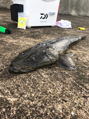 投げ釣りでスペシャルゲスト！！！