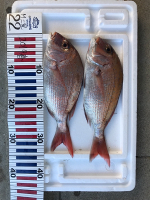 お食い初め釣行