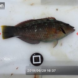 梅雨の晴れ間に投げ釣り