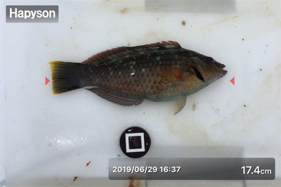 梅雨の晴れ間に投げ釣り