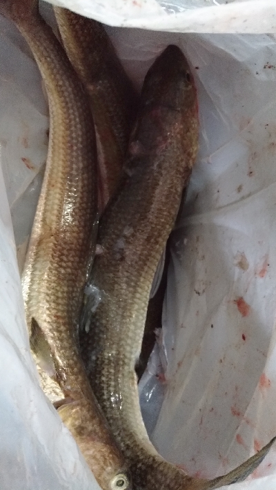 6/15釣果エソとエイ エイは12キロと7…