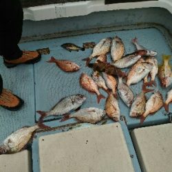 明石沖で真鯛釣り