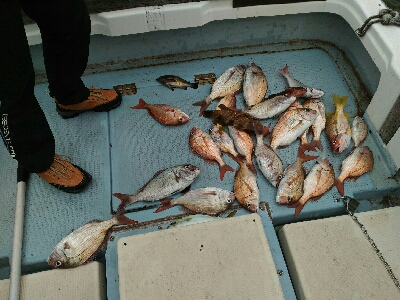 明石沖で真鯛釣り