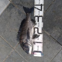 6/23釣果チヌツバス豆アジ小サバなぜかカニ