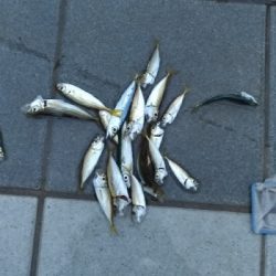 6/29釣果太刀魚ツバス豆アジ小サバアカエイエソ