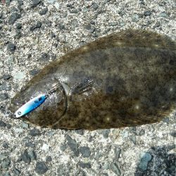 2019年6月10日釣行in福吉漁港