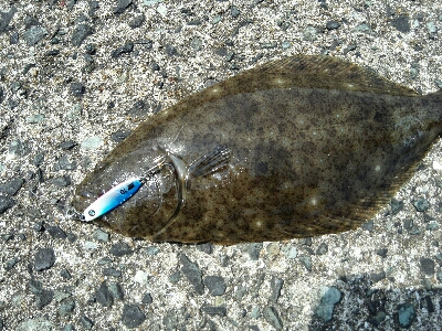 2019年6月10日釣行in福吉漁港