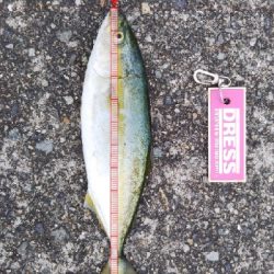 ツバス祭継続中