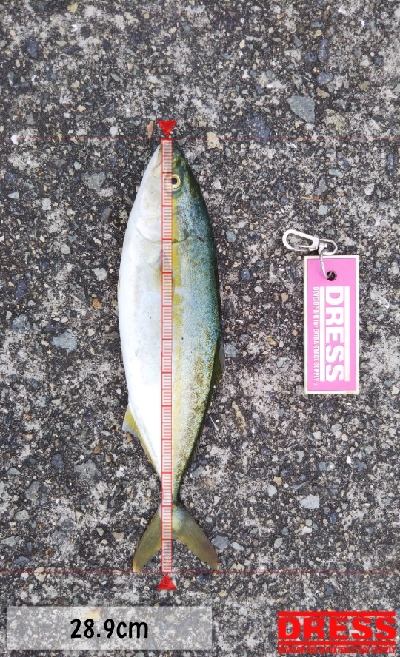 ツバス祭継続中