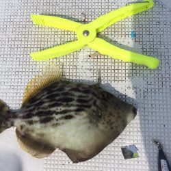 ボートフィッシング