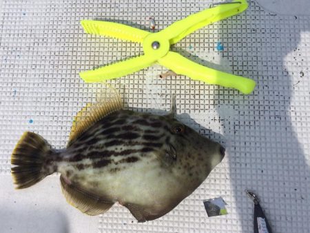 ボートフィッシング