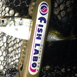 まだまだアジング！