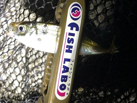 まだまだアジング！