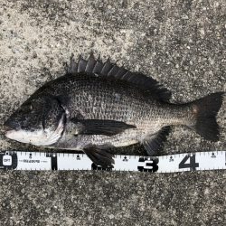 イチノ兄弟、釣果！