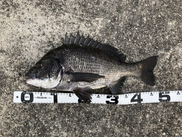 イチノ兄弟、釣果！