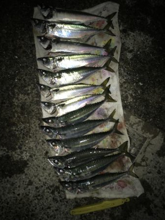 大サバ求めて！