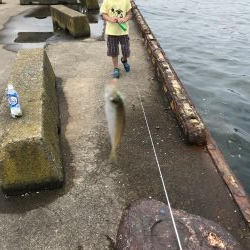 サビキで豆アジ