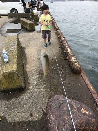 サビキで豆アジ