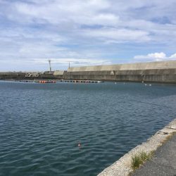 サビキ釣り好調