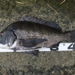 イチノ兄弟、釣果!