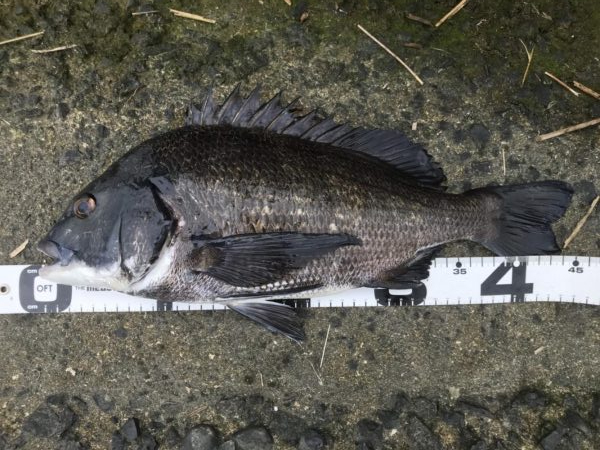 イチノ兄弟、釣果!