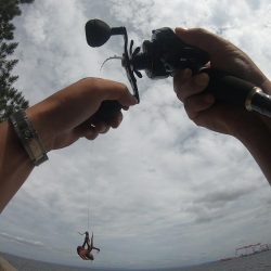 初のキロアップタコ