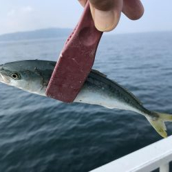 豆アジたくさん、モジャコ少々