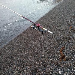 久しぶりのアオリイカでした!!