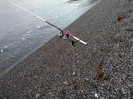 久しぶりのアオリイカでした!!