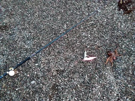 タコ釣りです!!