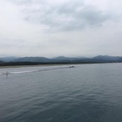 夏の風物詩マゴチ!