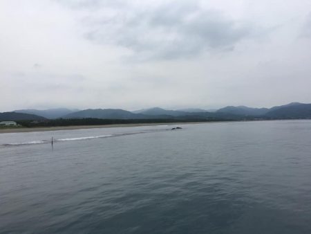 夏の風物詩マゴチ!