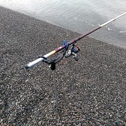 二日連続でアオリイカ釣れました!!