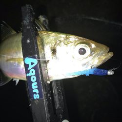 雨降りアジング！